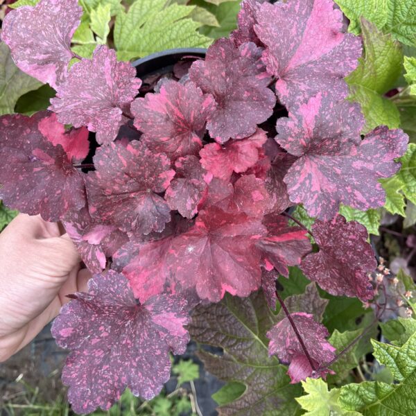 Tűzeső – Heuchera 'Galaxy' - Image 2