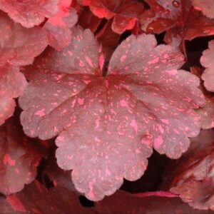 Tűzeső – Heuchera 'Galaxy'