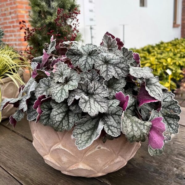 Tűzeső – Heuchera 'Glitter' - Image 3
