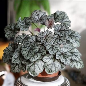 Tűzeső – Heuchera 'Glitter'