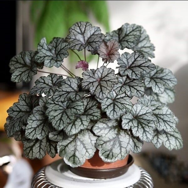 Tűzeső – Heuchera 'Glitter'