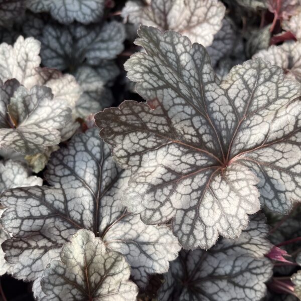 Tűzeső – Heuchera 'Glitter' - Image 2