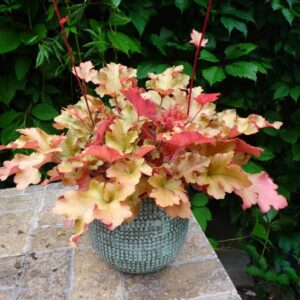 Tűzeső - Heuchera 'Marmalade'
