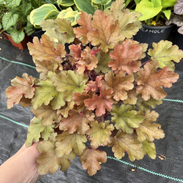 Tűzeső - Heuchera 'Marmalade' - Image 2