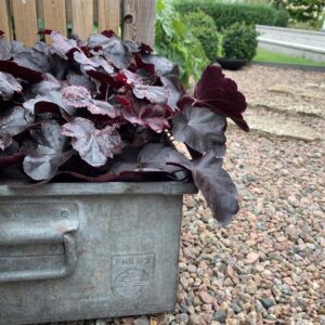 Tűzeső - Heuchera 'Obsidian'