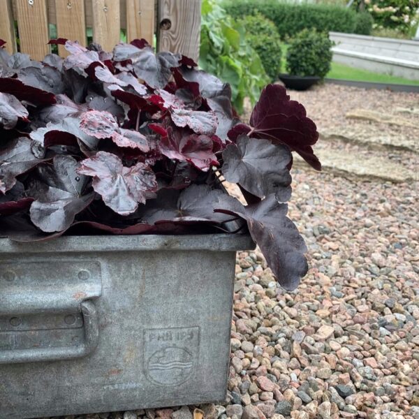 Tűzeső - Heuchera 'Obsidian'