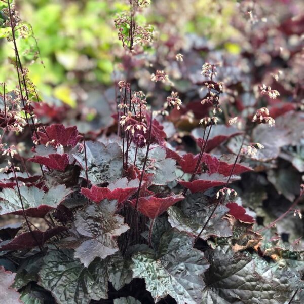 Tűzeső - Heuchera 'Palace Purple' - Image 3