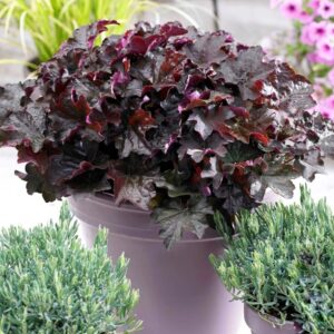 Tűzeső - Heuchera 'Palace Purple'