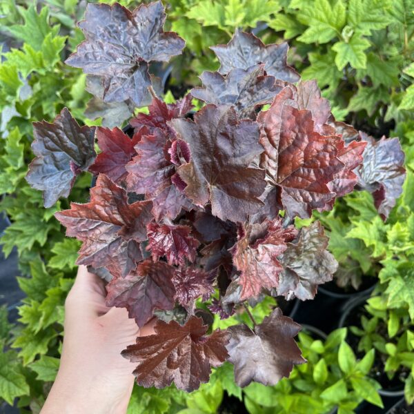 Tűzeső - Heuchera 'Palace Purple' - Image 2