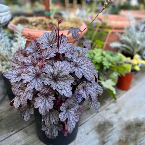 Tűzeső - Heuchera 'Shanghai' - Image 2