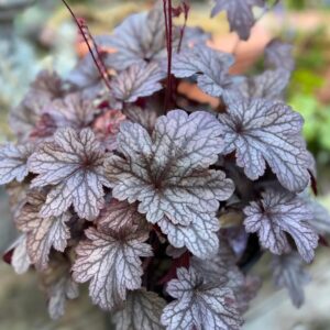 Tűzeső - Heuchera 'Shanghai'