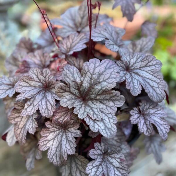 Tűzeső - Heuchera 'Shanghai'