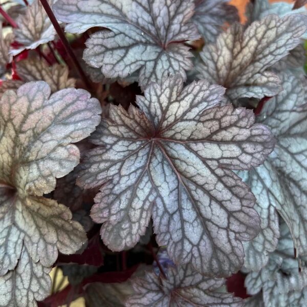 Tűzeső - Heuchera 'Shanghai' - Image 3