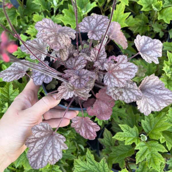 Tűzeső - Heuchera 'Shanghai' - Image 4