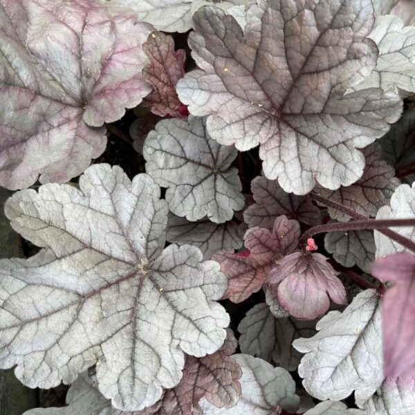 Tűzeső – Heuchera DOLCE® ‘Silver Gumdrop’ - Image 2