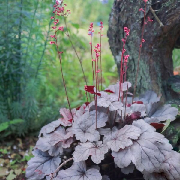 Tűzeső – Heuchera DOLCE® ‘Silver Gumdrop’ - Image 3