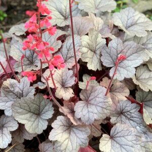 Tűzeső – Heuchera DOLCE® ‘Silver Gumdrop’
