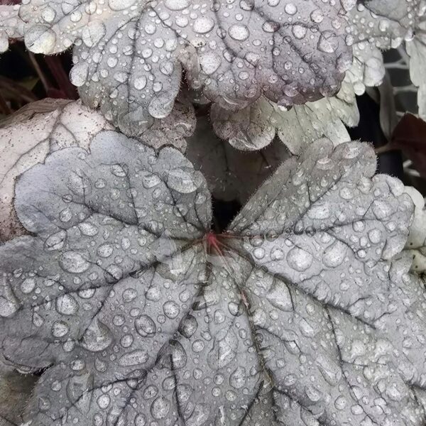 Tűzeső – Heuchera DOLCE® ‘Silver Gumdrop’ - Image 4