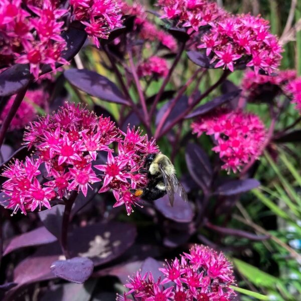 Varjúháj – Sedum SUNSPARKLER® 'Dazzleberry' - Image 4