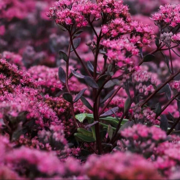 Varjúháj – Sedum SUNSPARKLER® 'Dazzleberry' - Image 3