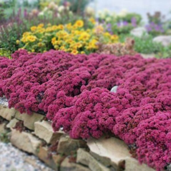 Varjúháj – Sedum SUNSPARKLER® 'Dazzleberry' - Image 2
