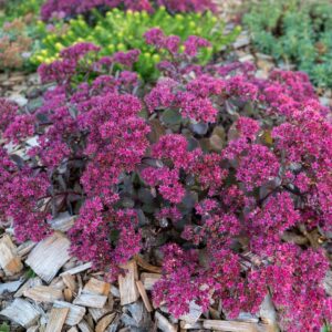 Varjúháj – Sedum SUNSPARKLER® 'Dazzleberry'