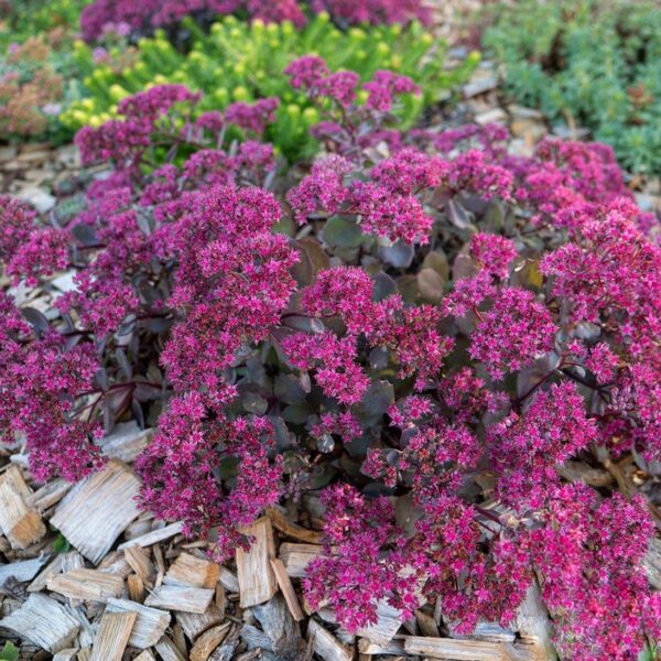 Varjúháj – Sedum SUNSPARKLER® 'Dazzleberry'
