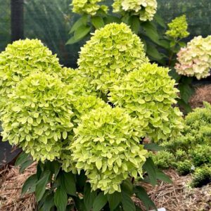 Hydrangea paniculata ‘Bee Green’ – P12