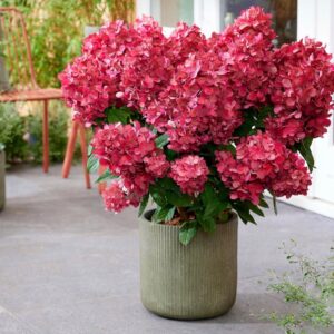 Hydrangea paniculata ‘Bonfire’ – P14