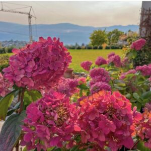 Hydrangea paniculata ‘Diamand Rouge’ – P12