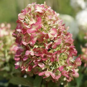 Hydrangea paniculata ‘Graffiti’ – P14