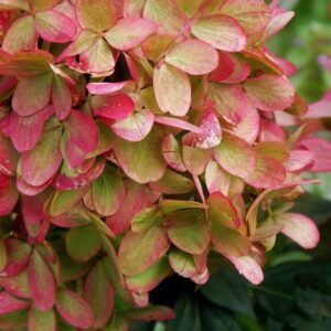 Hydrangea paniculata ‘Graffiti’ – K3