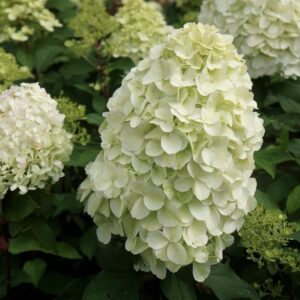 Hydrangea paniculata ‘Hercules’ – P14
