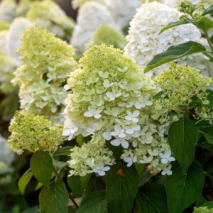 Hydrangea paniculata ‘Limelight’ – P14