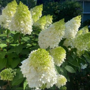 Hydrangea paniculata ‘Magical Moonlight’ – P12