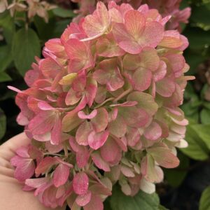 Hydrangea paniculata ‘Mojito’ – P14