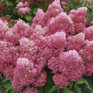 Hydrangea paniculata ‘Petite Flori’ – P12