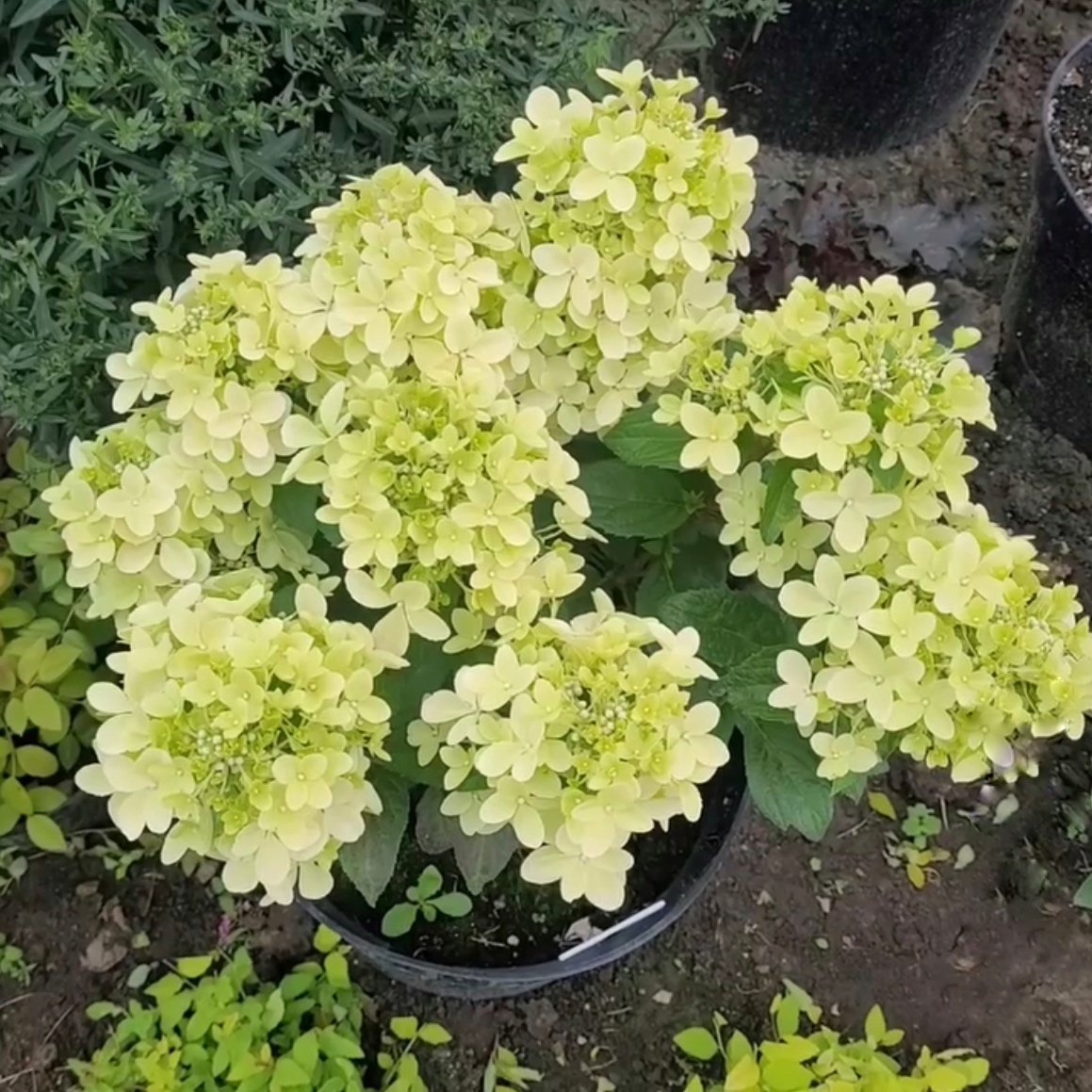Hydrangea paniculata ‘Petite Star’ – P12 3 Hydrangea paniculata ‘Petite Star’ – P12 - Image 3