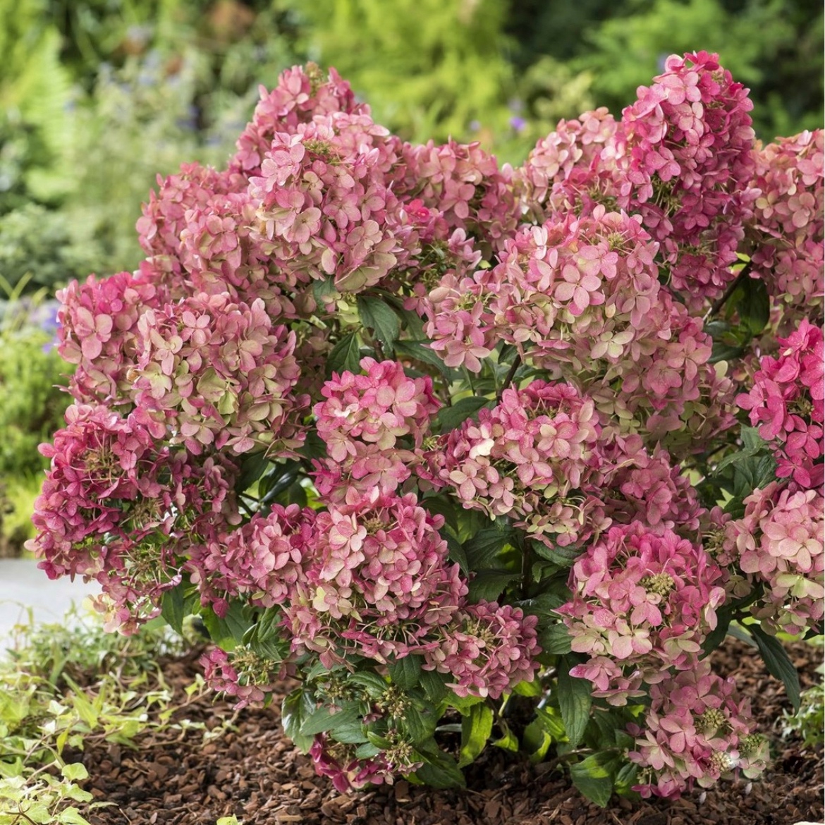 Hydrangea paniculata ‘Petite Star’ – P12 4 Hydrangea paniculata ‘Petite Star’ – P12 - Image 4
