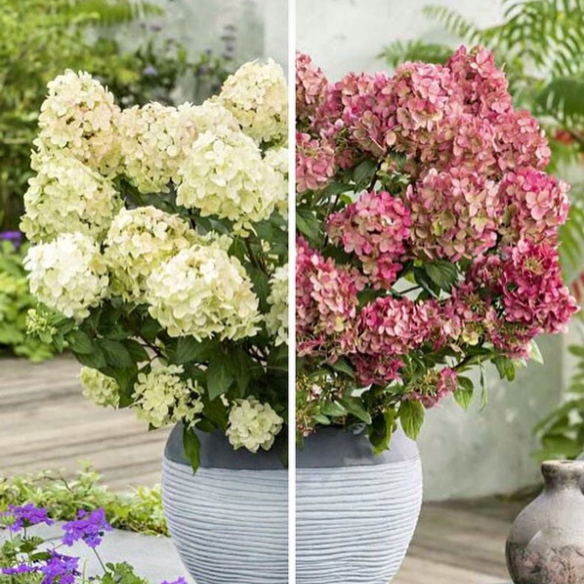 Hydrangea paniculata ‘Petite Star’ – P12 1 Hydrangea paniculata ‘Petite Star’ – P12