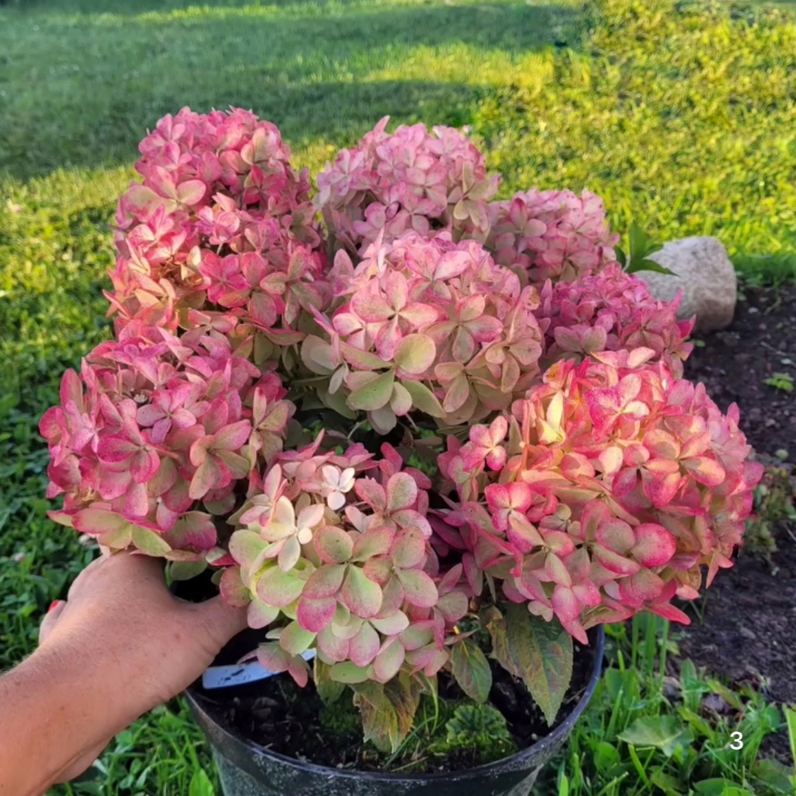 Hydrangea paniculata ‘Petite Star’ – P12 2 Hydrangea paniculata ‘Petite Star’ – P12 - Image 2