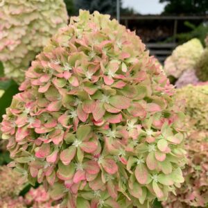 Hydrangea paniculata ‘Pixio’ – P12