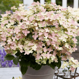 Hydrangea paniculata ‘Polestar’ – P12