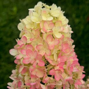 Hydrangea paniculata ‘Redlight’ – P12