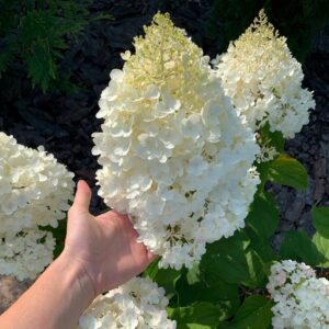 Hydrangea paniculata ‘Silver Dollar’ - P14