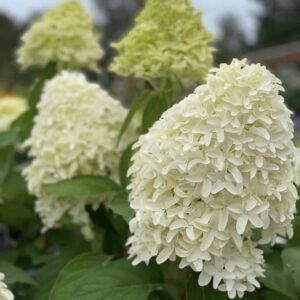 Hydrangea paniculata ‘Skyfall’ – P14