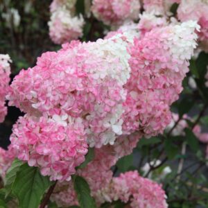 Hydrangea paniculata ‘Vanille-Fraise’ – P14