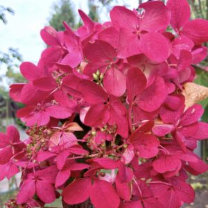 Hydrangea paniculata ‘Wim’s Red’ – P12