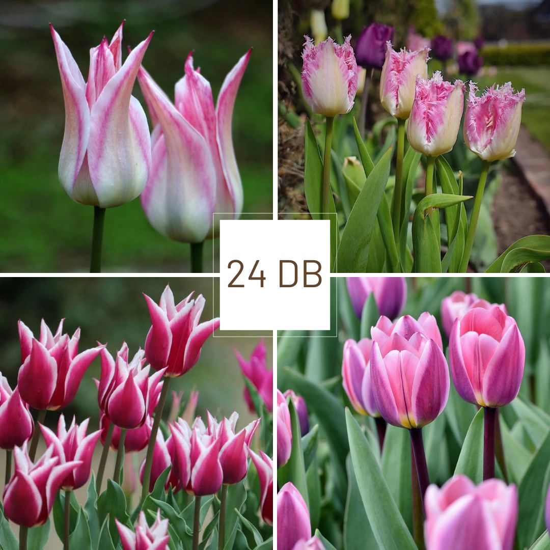 Kecses Szirmok - Mini Csomag 1 Kecses Szirmok - Mini Csomag