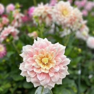 Dália - 'Break Out'